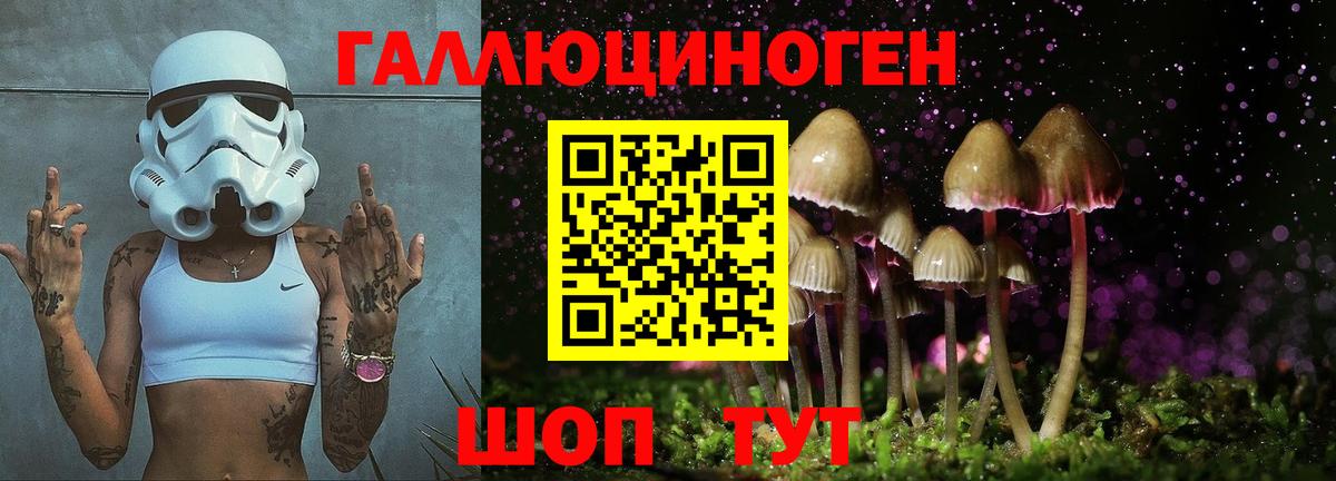 купить   Псилоцибиновые грибы MAGIC MUSHROOMS  Вход с VPN  Майкоп 